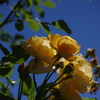 薔薇　4
