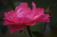 秋薔薇　9