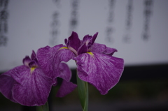 花菖蒲　1