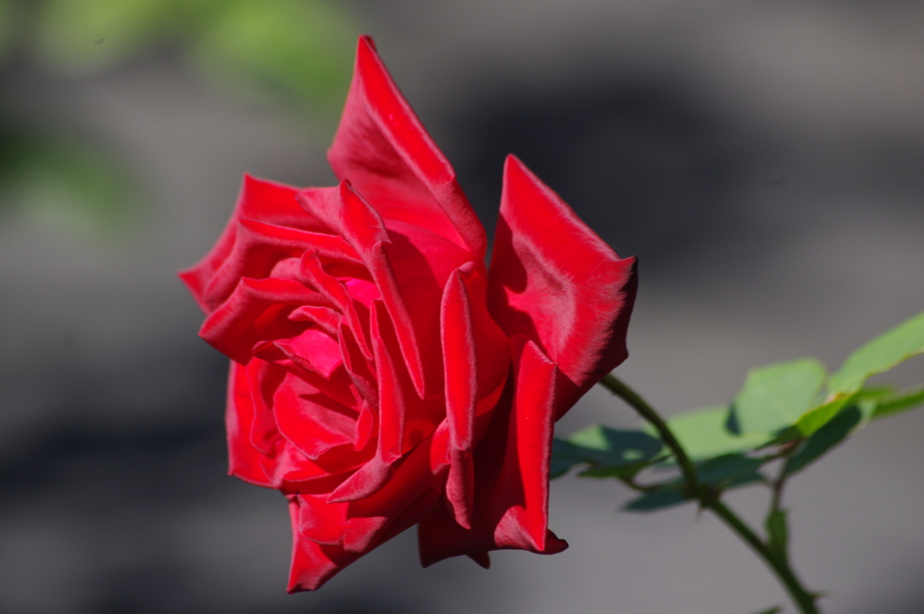薔薇　31