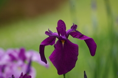 花菖蒲　2