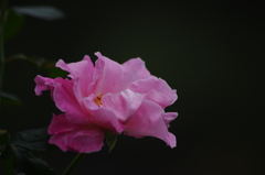 薔薇　6