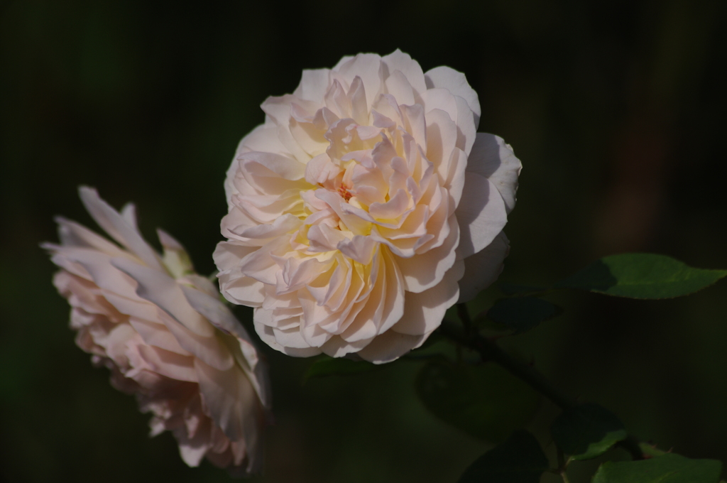 薔薇　5