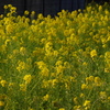 菜の花