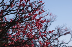 梅　2　旧浜離宮庭園　１月