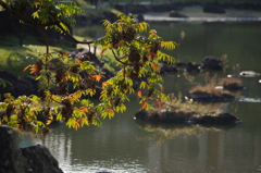 庭園の秋景　1