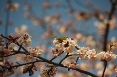 レストラン　大寒桜　メジロ様貸切　1　上野公園