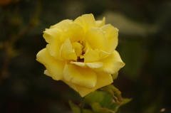 薔薇　2　芝浦中央公園　６月