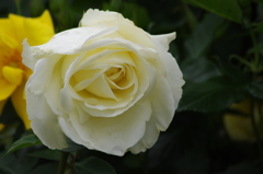 薔薇　9　山下公園　5月
