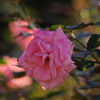 薔薇　3