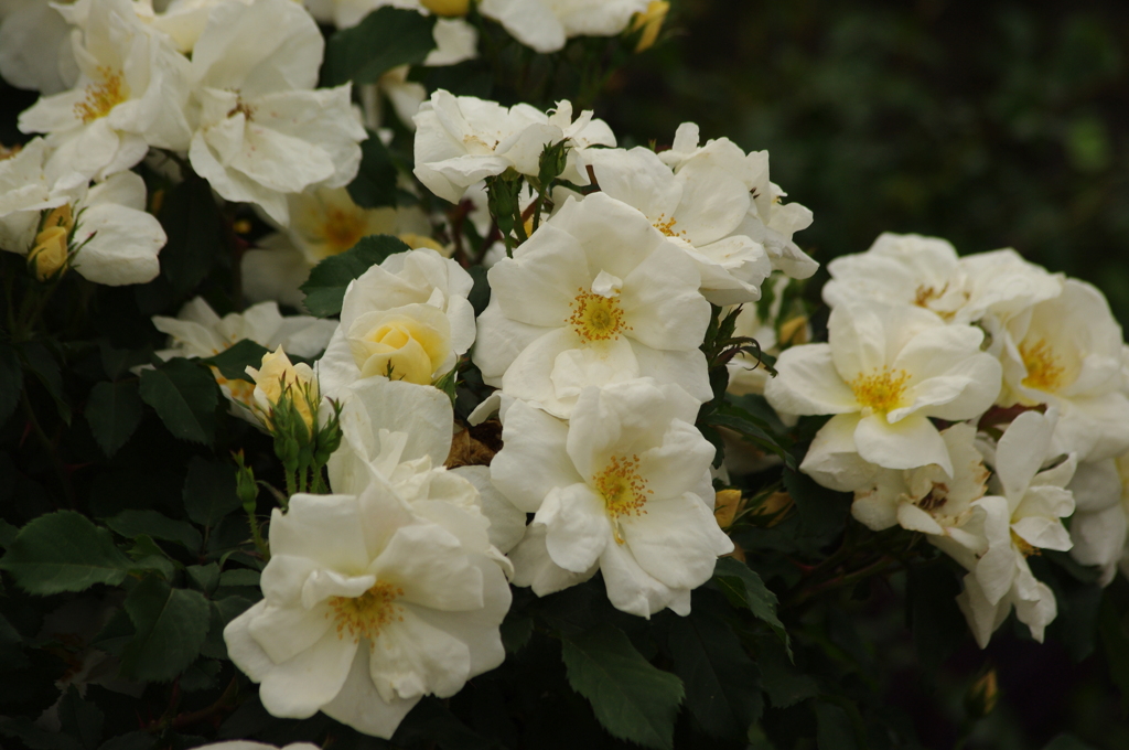 薔薇　34　港が見える公園　５月