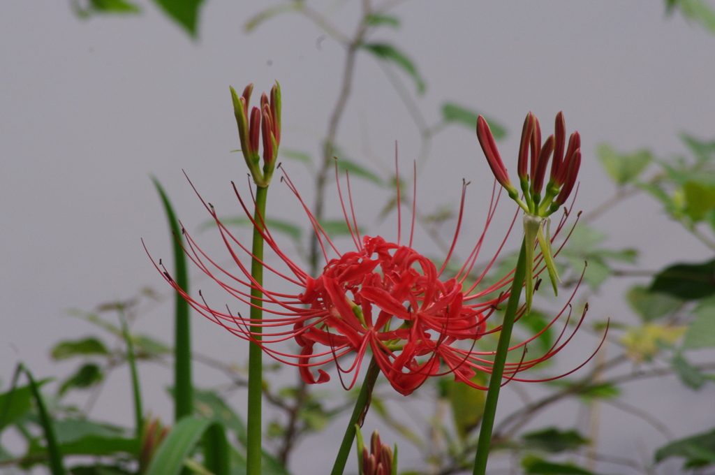彼岸花　2　日比谷公園　９月