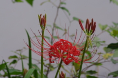 彼岸花　2　日比谷公園　９月