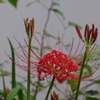 彼岸花　2　日比谷公園　９月