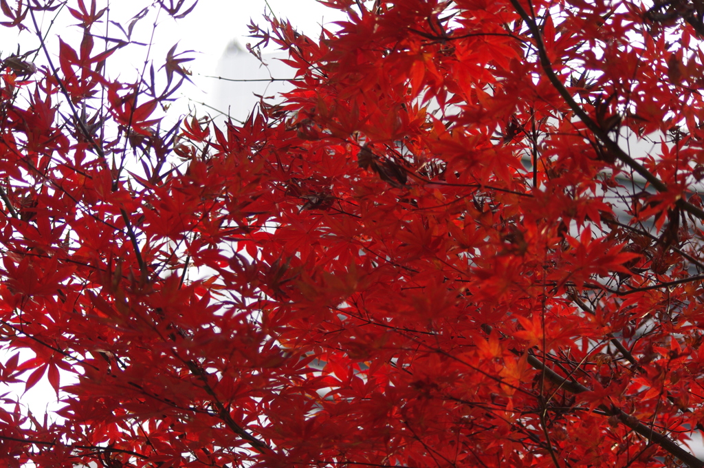 紅葉　旧芝離宮庭園　3　12月上旬