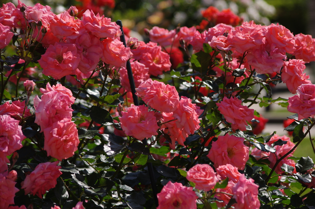薔薇　3