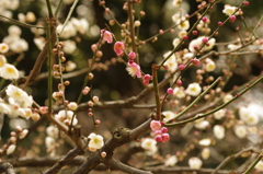 梅　3　旧浜離宮庭園　２月　