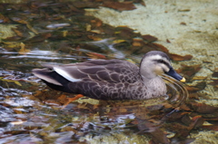 澄んだ水とカモ　大横川親水公園