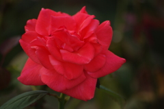 薔薇　3