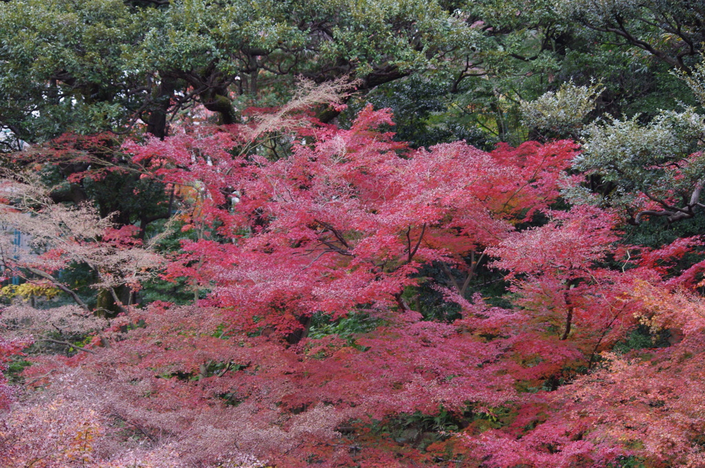 池田山公園の色　１１月下旬