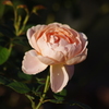 薔薇　8