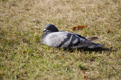 日向ぼっこ　日比谷公園　１１月