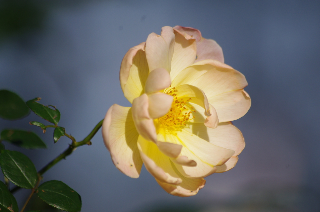 薔薇　7　港が見える丘公園　１０月