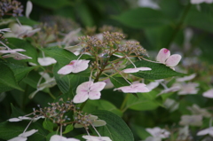 向島百花園　６月　アジサイ　1