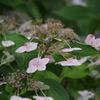 向島百花園　６月　アジサイ　1