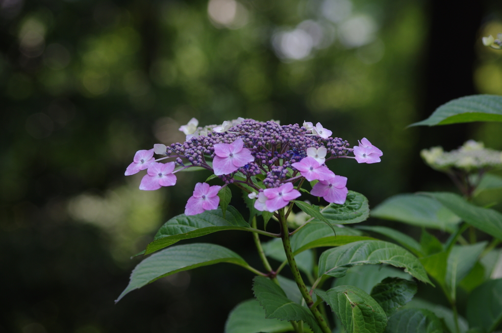 季節到来　1　上野公園