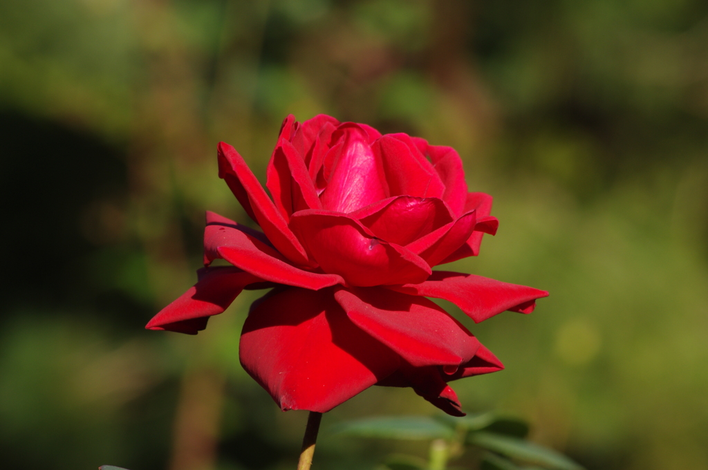 薔薇　4