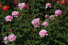 薔薇　21