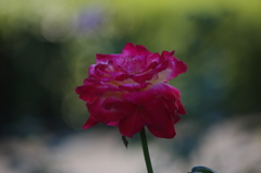 薔薇　5　芝浦中央公園　７月末