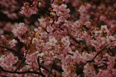 河津桜　2