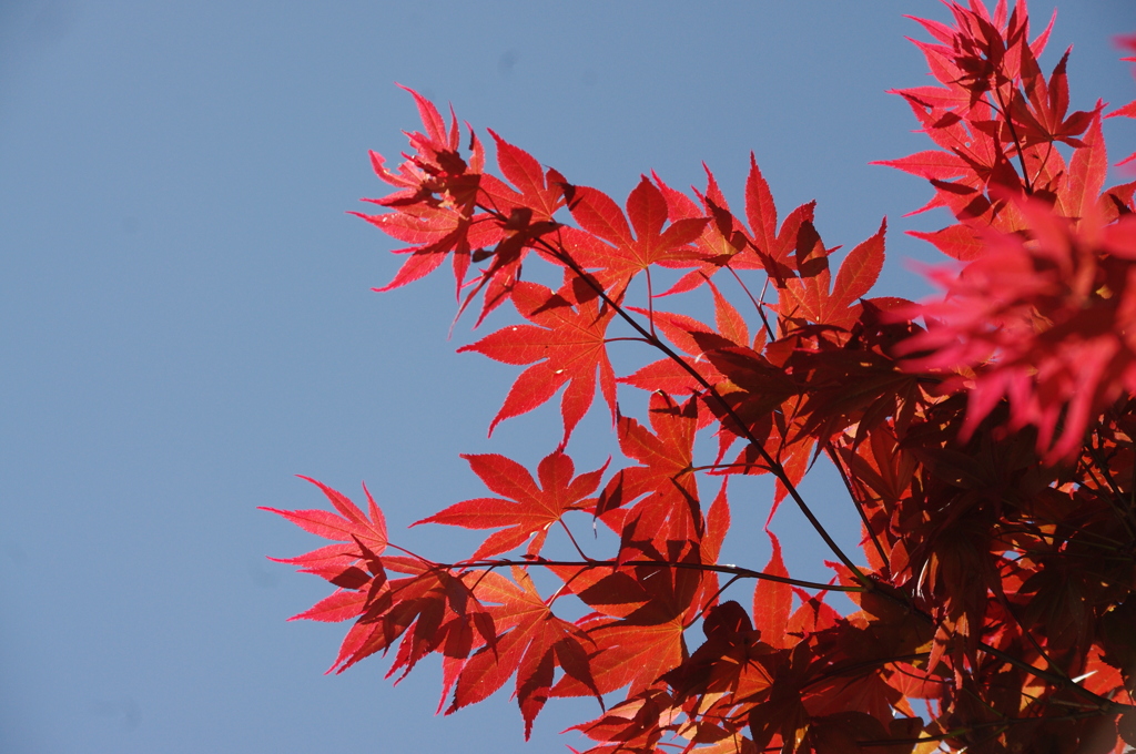 春紅葉　2　新芝運河