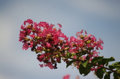 夏も終盤　8月下旬　清澄庭園