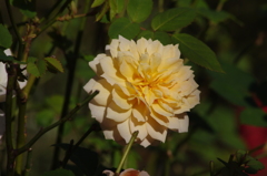 薔薇　8