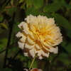 薔薇　8