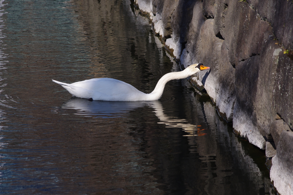 お堀の鳥たち