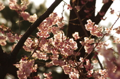 大寒桜2　皇居東御苑　２月