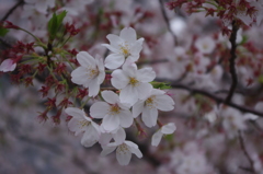 六郷橋緑地堤防　桜　