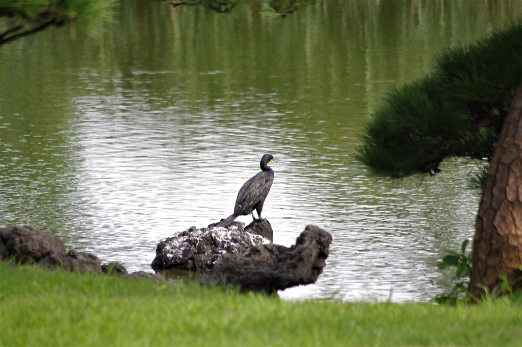 カワウ　旧浜離宮庭園　8月