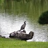 カワウ　旧浜離宮庭園　8月