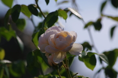 横浜の薔薇　2