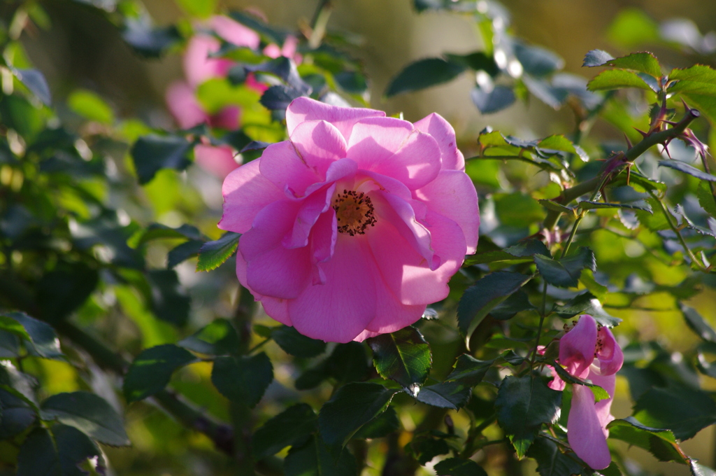 薔薇　2　日比谷公園