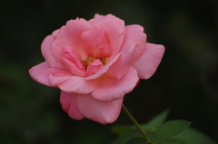 薔薇　5