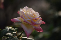 薔薇　8