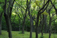 公園の林