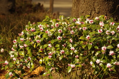 沈丁花　上野公園　