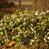 沈丁花　上野公園　